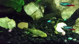 Treating My Rubber Lip Pleco With Pimafix [upl. by Trinidad]