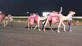 Ostrich and Camel Races 1335 July 21 2024 [upl. by Ahscrop]