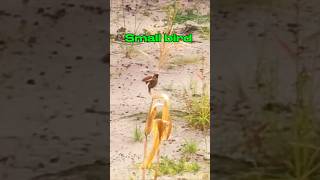 Small bird shorts videoshorts birds Vuthy CH [upl. by Glass]