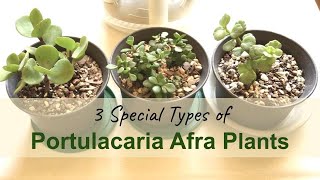 3 Special Types of Portulacaria Afra Repotting amp Care [upl. by Lorollas]