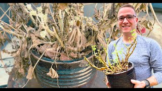 Bringing Geraniums Out From Winter Storage [upl. by Triplett454]