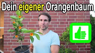 Deinen eigenen Orangenbaum 🍊 𝗲𝗶𝗻𝗳𝗮𝗰𝗵 amp 𝘀𝗰𝗵𝗻𝗲𝗹𝗹 selber ziehen [upl. by Bunni]