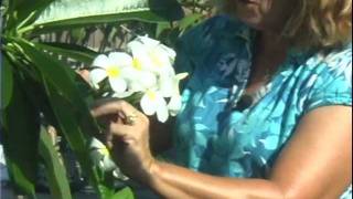 Sun Harbor Paradise Gardens Plumeria Tour [upl. by Stephine]