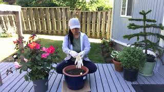 Planting my first Rose PlantFloribunda RoseContainer GardeningGarden to destress [upl. by Denny59]