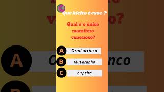 quotConheça o fascinante ornitorrinco um dos animais mais únicos do mundo [upl. by Allayne]