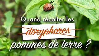 Quand récolter ses pommes de terre de conservation [upl. by Sierra703]