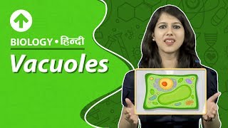 Vacuoles  Hindi  Biology [upl. by Leinahtan]