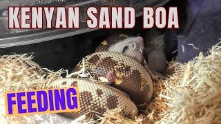 Kenyan sand boa devours weaned hamster [upl. by Nomzed]