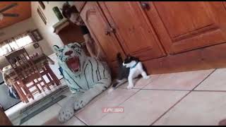 Kitten gets scared by fake white tiger [upl. by Hayidan]