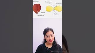 Difference between Monocot amp Dicot Plant science biology plants ytshorts yt viralvideo neet [upl. by Ecinwahs]