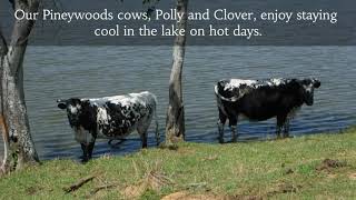 Pineywoods Cows [upl. by Ecnarolf]