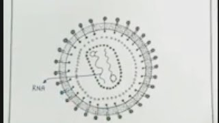 A diagrammatic of AIDS 🦠🦠🦠🦠🦠virus 😷😷 AIDS ka diagram 1 December world aids day [upl. by Ube451]