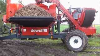 Dewulf GBC carrot harvester harvesting parsnips [upl. by Varini]