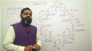 Krebs cycle Urdu Hindi medium  Prof Masood fuzail  Citric Acid Cycle  Pyruvic acid oxidation [upl. by Rosdniw616]