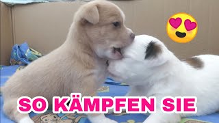 SO KÄMPFEN DIE WELPEN😍🐾 [upl. by Diarmit]