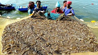 VANNAMEI SHRIMPPRAWN AQUACULTURE  LITOPANAEUS VANNAMEI HARVESTING [upl. by Wilterdink240]