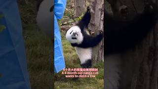 Panda cubs want to climb trees熊猫幼崽想爬树 pandalife pandachina [upl. by Bree383]