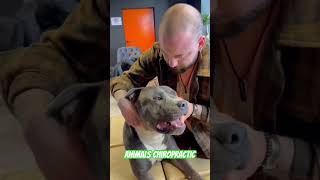 Animals Chiropractic 💚💚asmr dogshorts foryou help dogs türkiye hund [upl. by Aidni]