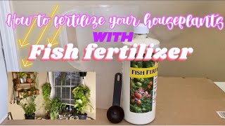 How to fertilize houseplants using ‘FISH FERTILIZER’ [upl. by Bromleigh761]