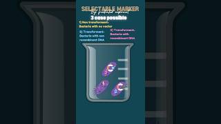 Selectable marker part 1 PBR322 Biotechnology neetbiology neetexam neet [upl. by Ihcekn634]