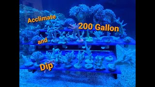 Innovative Marine 200 Gallon EXT Ep 7 Acclimating and Dipping Corals [upl. by Anitsud698]