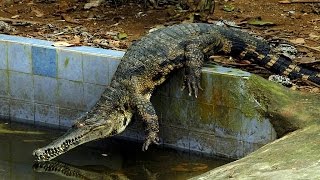 Le crocodile à museau mince le plus rare dAfrique est menacé dextinction [upl. by Senhauser]