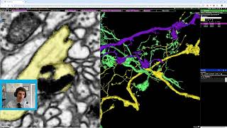 SpelunkerNeuroglancer Proofread Similar Cells [upl. by Eilsew281]