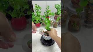 Transformation of laundry soap bottles transformation of self made flower pots use of waste part 9 [upl. by Mikkanen]