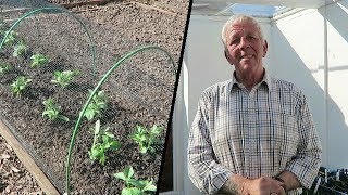 Planting First Early Potatoes And Broad Beans [upl. by Merrick]