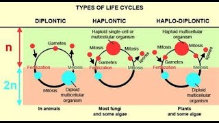 haplontic diplontic and haplodiplontic life cycle [upl. by Meraree]