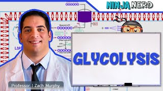 Metabolism  Glycolysis [upl. by Asseniv]