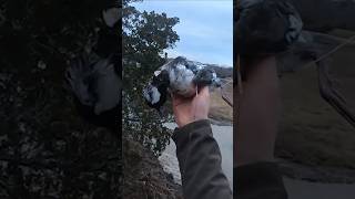 Bufflehead Jumpshoot on the Salt Marsh hunting duckhunting [upl. by Katha]