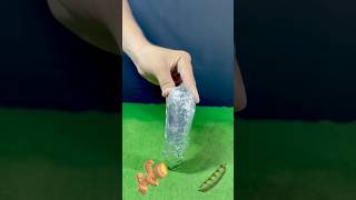 Colocasia vs plantain 🫚🫛 you can guess till End😱 asmr experiment satisfying shorts guess [upl. by Tilagram]