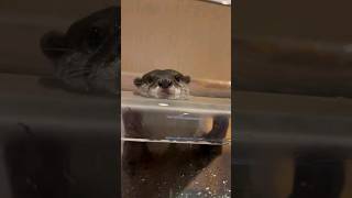 Otters are enjoying playing in the pool😍🦦🦦Cute Otter ytviral ottervideos ytshorts [upl. by Etnelav]