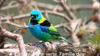 les oiseaux du monde haut en couleurs [upl. by Homere546]