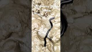 Brahminy Blind Snake 🐍🐍🐍rpmtheexplorerrpm explorer naturelover naturephotography naturalbeauty [upl. by Varien]