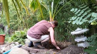 How to plant a washingtonia robusta palm tree [upl. by Nairadas]