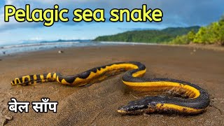 Yellow bellied sea snake documentary Pelagic sea snake seasnake indianocean snakevideo [upl. by Tabatha]