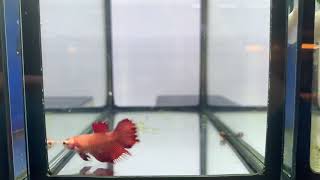 Red W1 DDR Crowntail Betta Fish Female  ZüriBetta [upl. by Ilam]