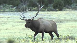 Big 7 Point Bull Elk Bugling UP CLOSE [upl. by Kurman]