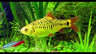 Fish Species Profile Gold Barb Puntius sachsii [upl. by Schultz]