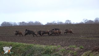 Battues aux sangliers 2024 Chiens courants  BreizhHunt [upl. by Pulcheria507]