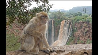 Morocco Ouzoud waterfalls and monkeys 4K UHD [upl. by Deibel]