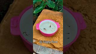 Platinum Red Big Ear Guppy 1st Batch Babies 🥰 guppy guppyfarm fishing shorts shortvideo trend [upl. by Bahe]