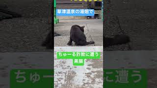 草津温泉の湯畑でちゅーる詐欺に遭う黒猫🐈‍⬛ cat ねこ 猫 straycat 草津温泉 湯畑 ちゅーる さといもちゃんねる 野良猫 地域猫 [upl. by Nebra]