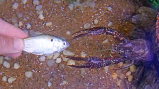 Hand Feeding My Pet Crawfish [upl. by Puett396]