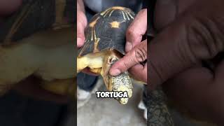 ¡Rescate de Tortuga Cortando el Filo Peligroso del Caparazón 🐢🔧 shorts [upl. by Kimbell]