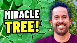 Top 5 Benefits of The Moringa Tree  3 is Amazing [upl. by Frager560]