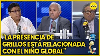 Niño global ¿qué plagas traería y qué riesgos implican para la salud y el agro Biólogo responde [upl. by Ahsram]