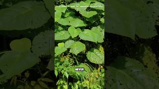 The most painful plant in the world🌲 shorts youtubeshorts viralshorts facts amazingfacts [upl. by Thgiwd]